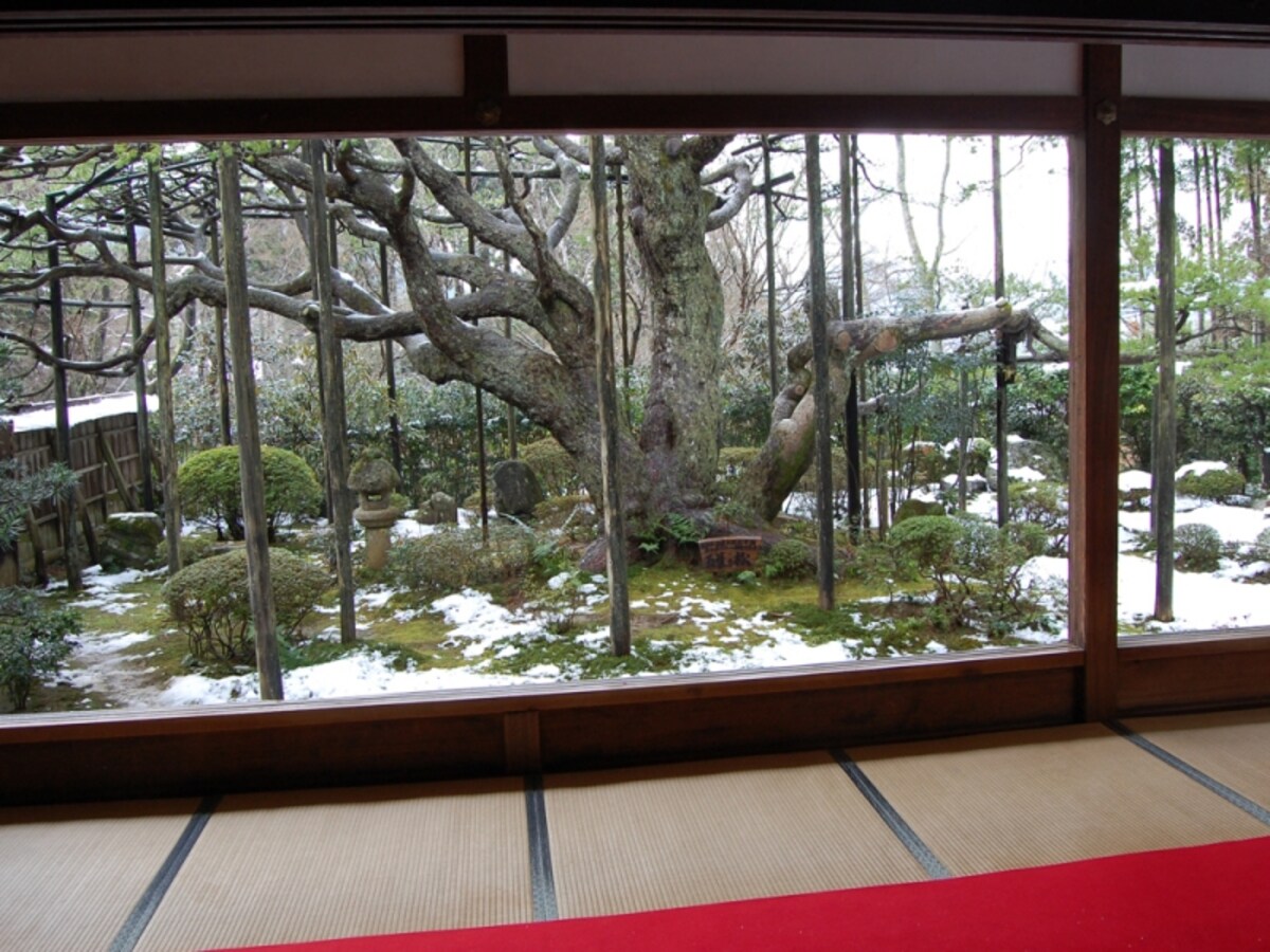 京都でゆったりお庭鑑賞