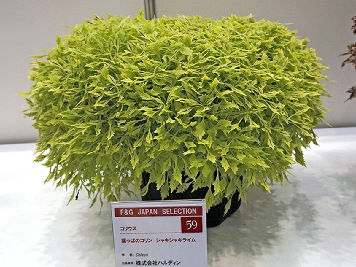 葉っぱのコリン シャキシャキライム