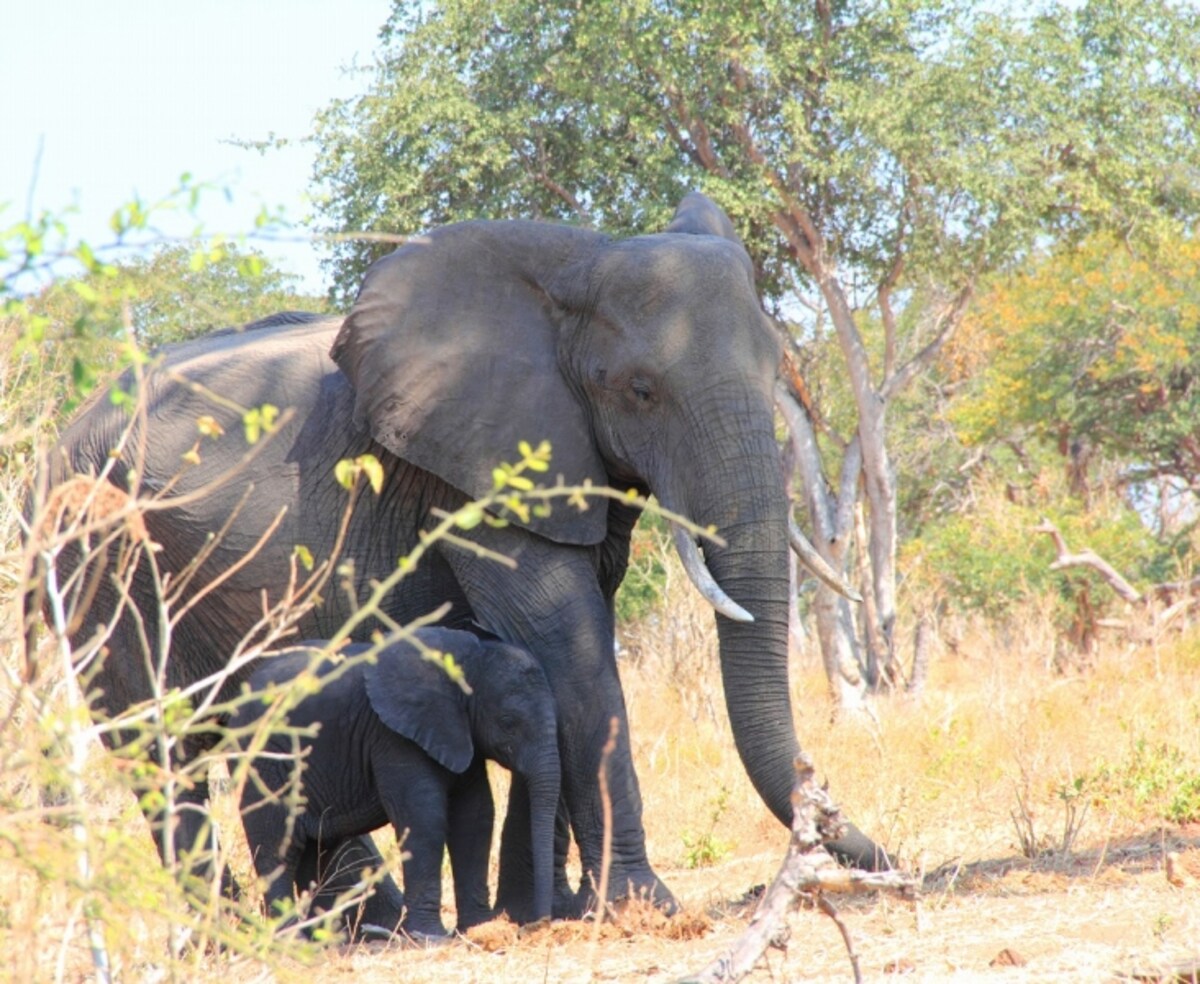 elephant