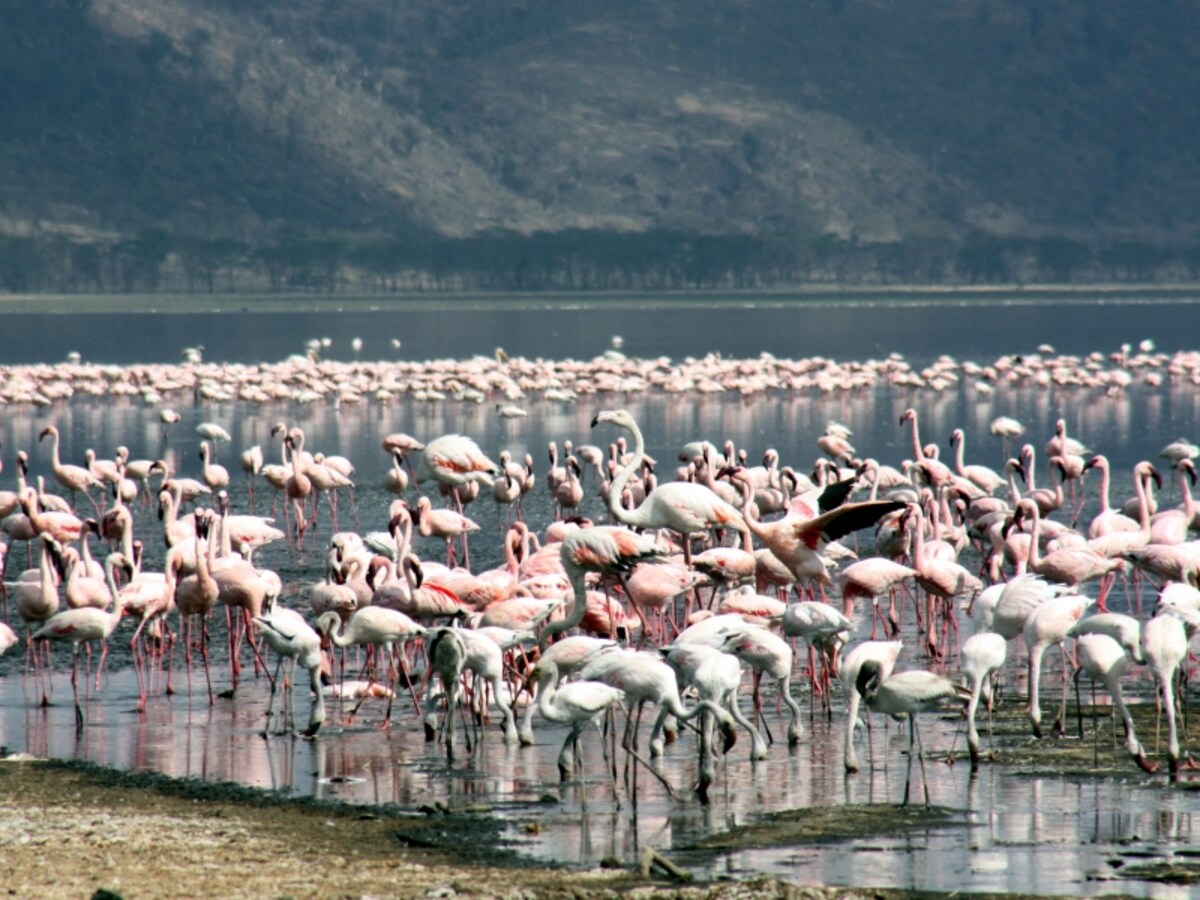 flamingo