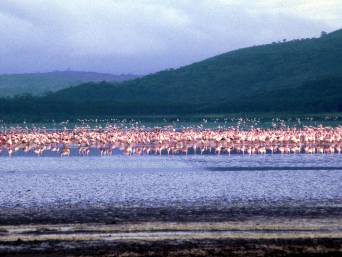 lakenakuru