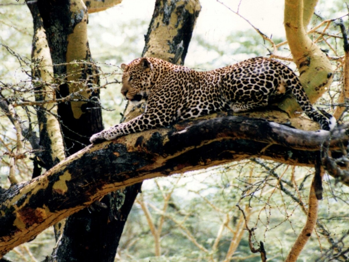 leopard