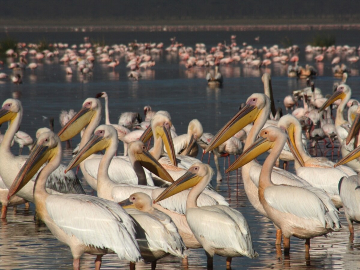 pelican