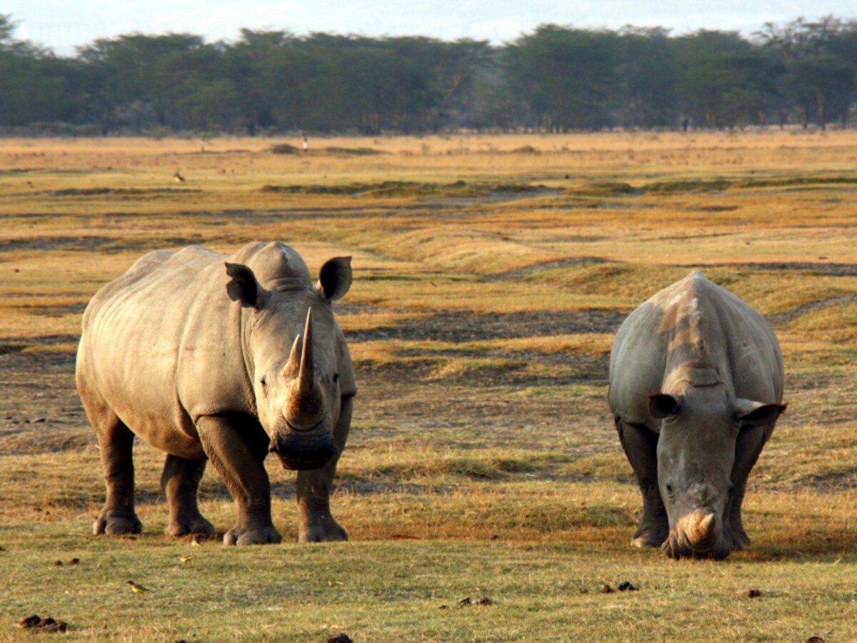 whiterhino