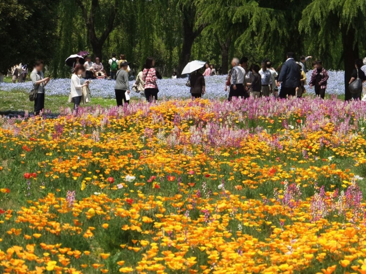 カラフルなザ・トレジャーガーデン館林の花たち（1）／リナリア、カリフォルニアポピーとネモフィラ