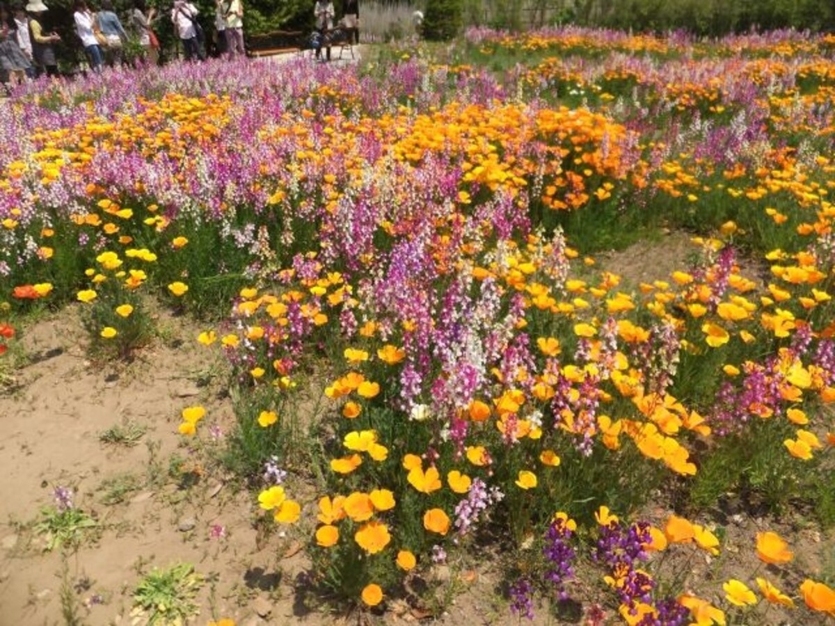 カラフルなザ・トレジャーガーデン館林の花たち（2）／リナリア、カリフォルニアポピー