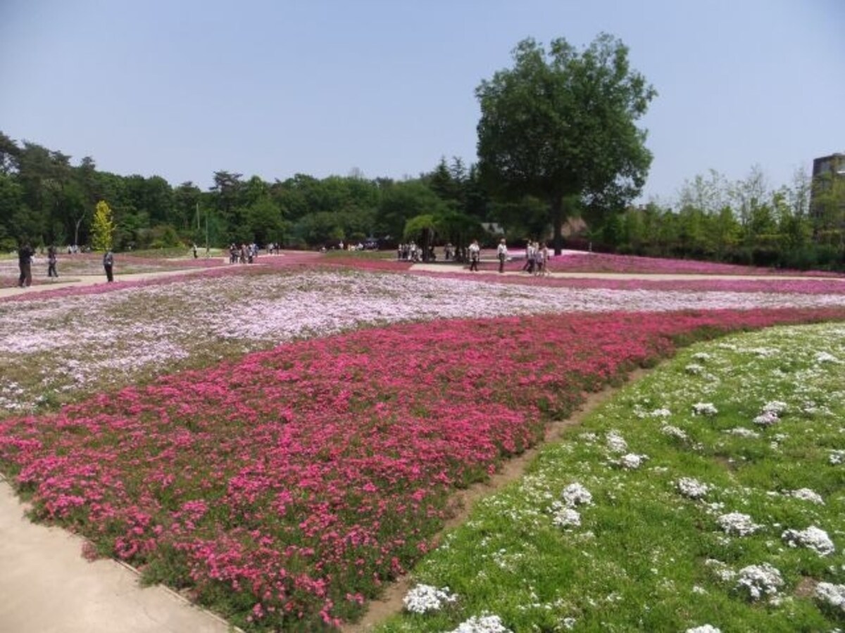 ザ・トレジャーガーデン館林の芝桜（2）
