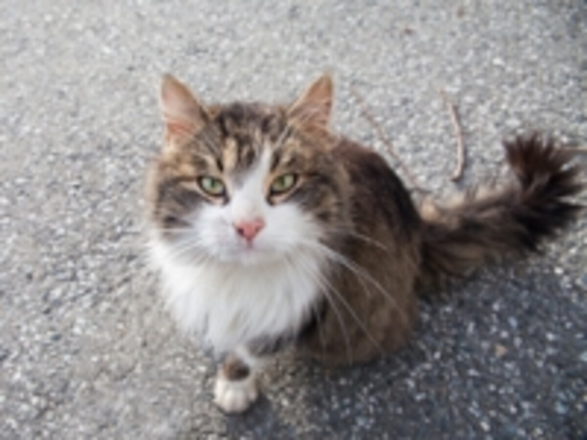 ノルウェーの猫
