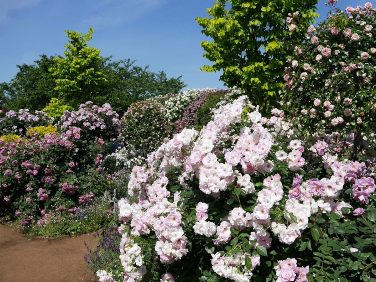 バラとハーブの香りが楽しめる「Rose＆Herb Garden～ローズ＆ハーブガーデン」（2018年5月11日撮影）