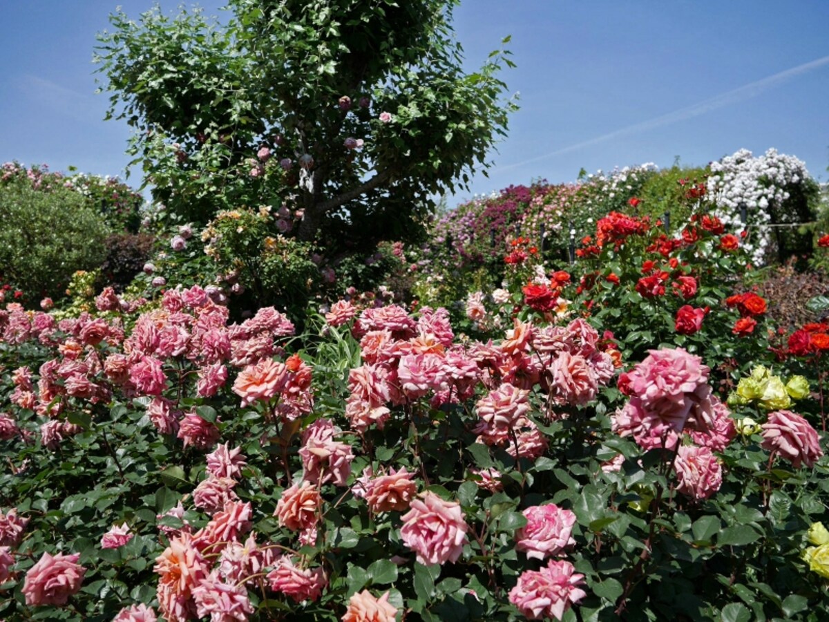 アンティークな印象の「Rose＆Grass Garden～ローズ＆グラスガーデン」（2018年5月11日撮影）