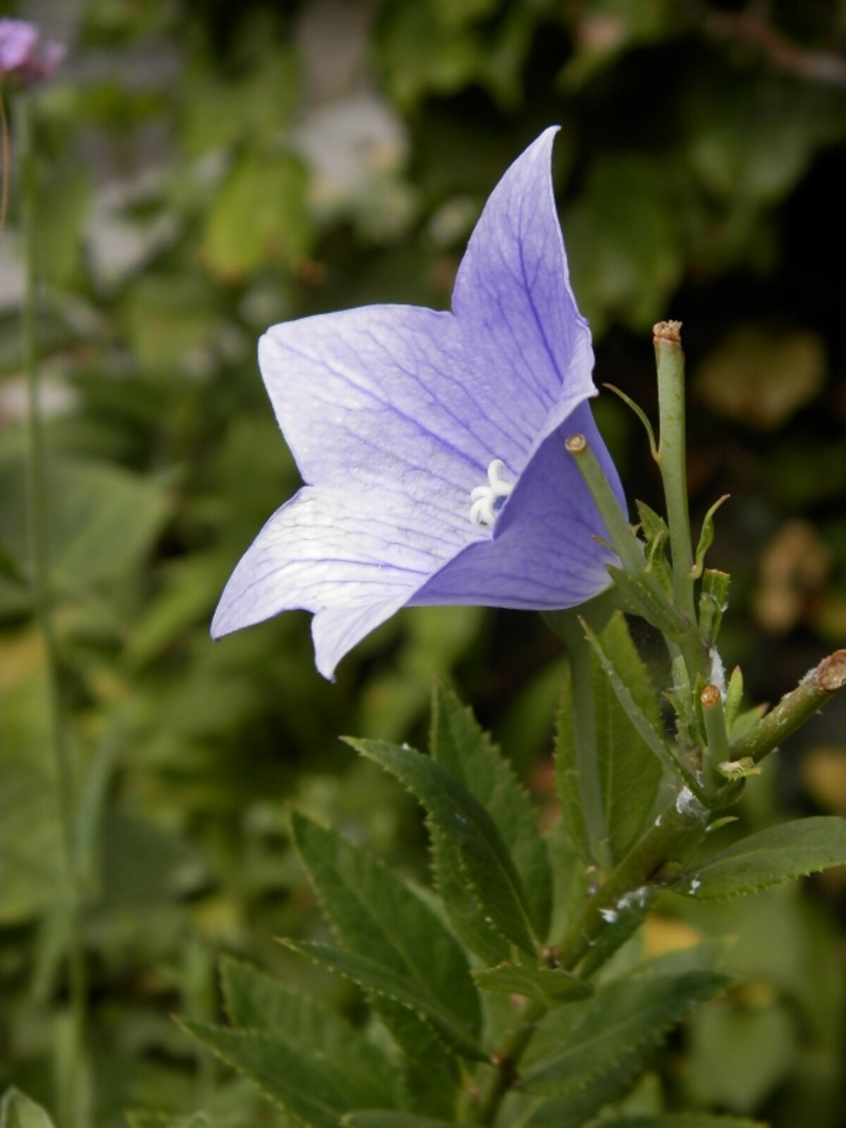 キキョウの花