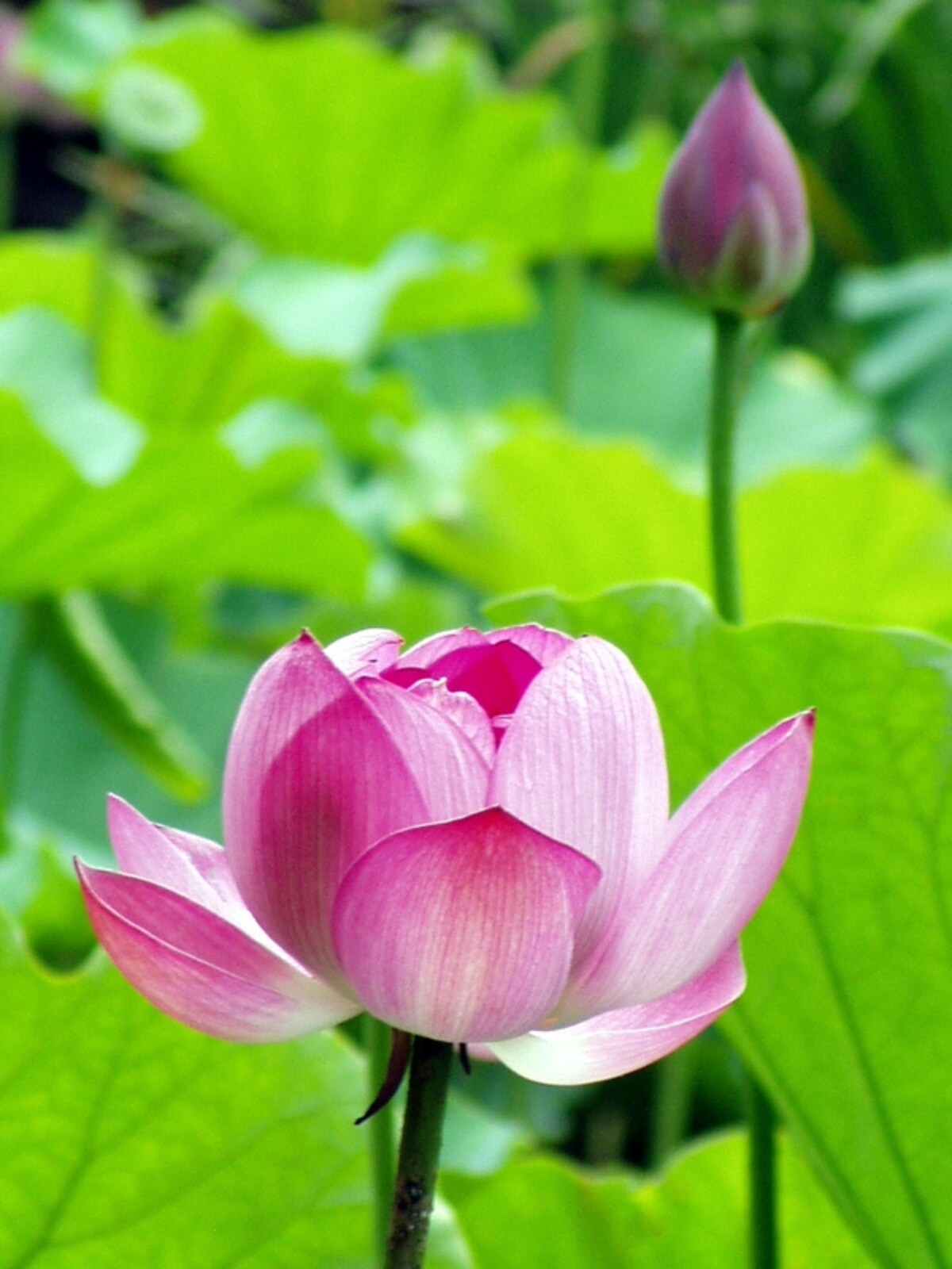 光明寺に咲くハスの花