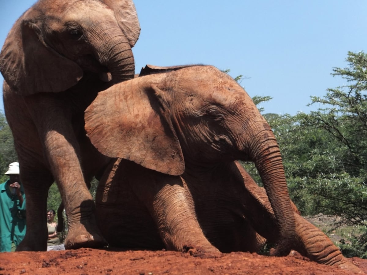 babyelephants
