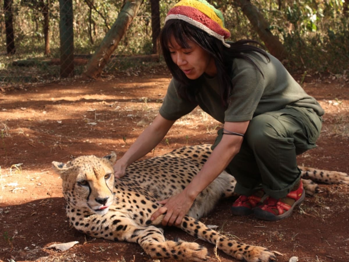 cheetah