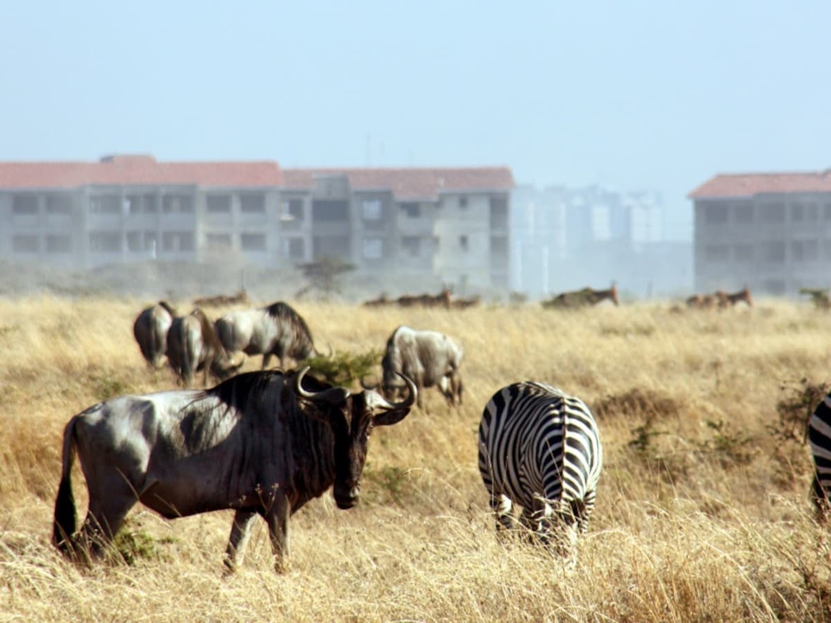 gnu