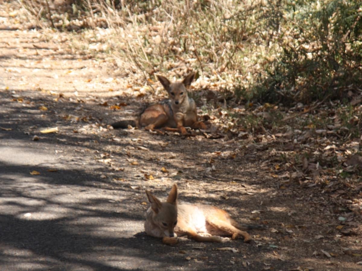 jackal