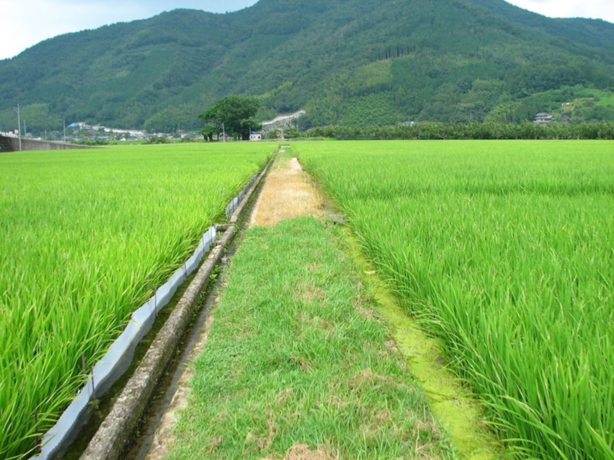 楽しみを探しにあぜ道をひた走る