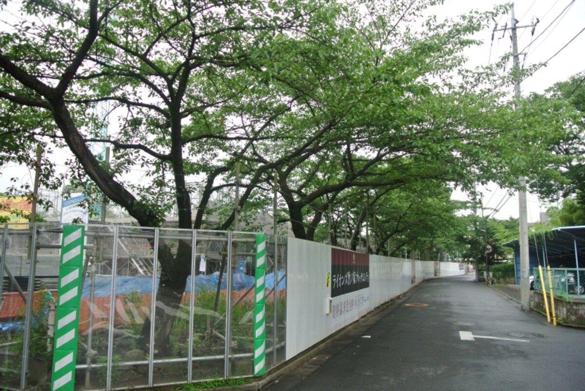 現地周辺の桜並木