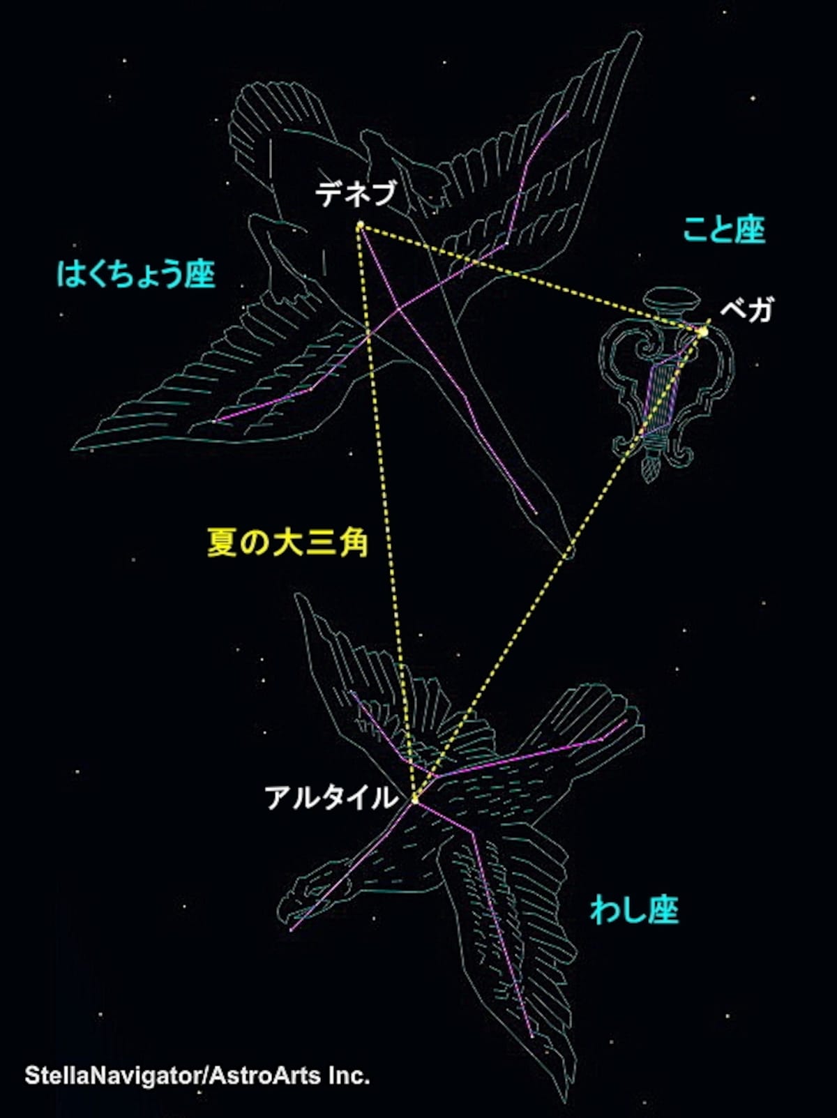 夏の星座を楽しもう