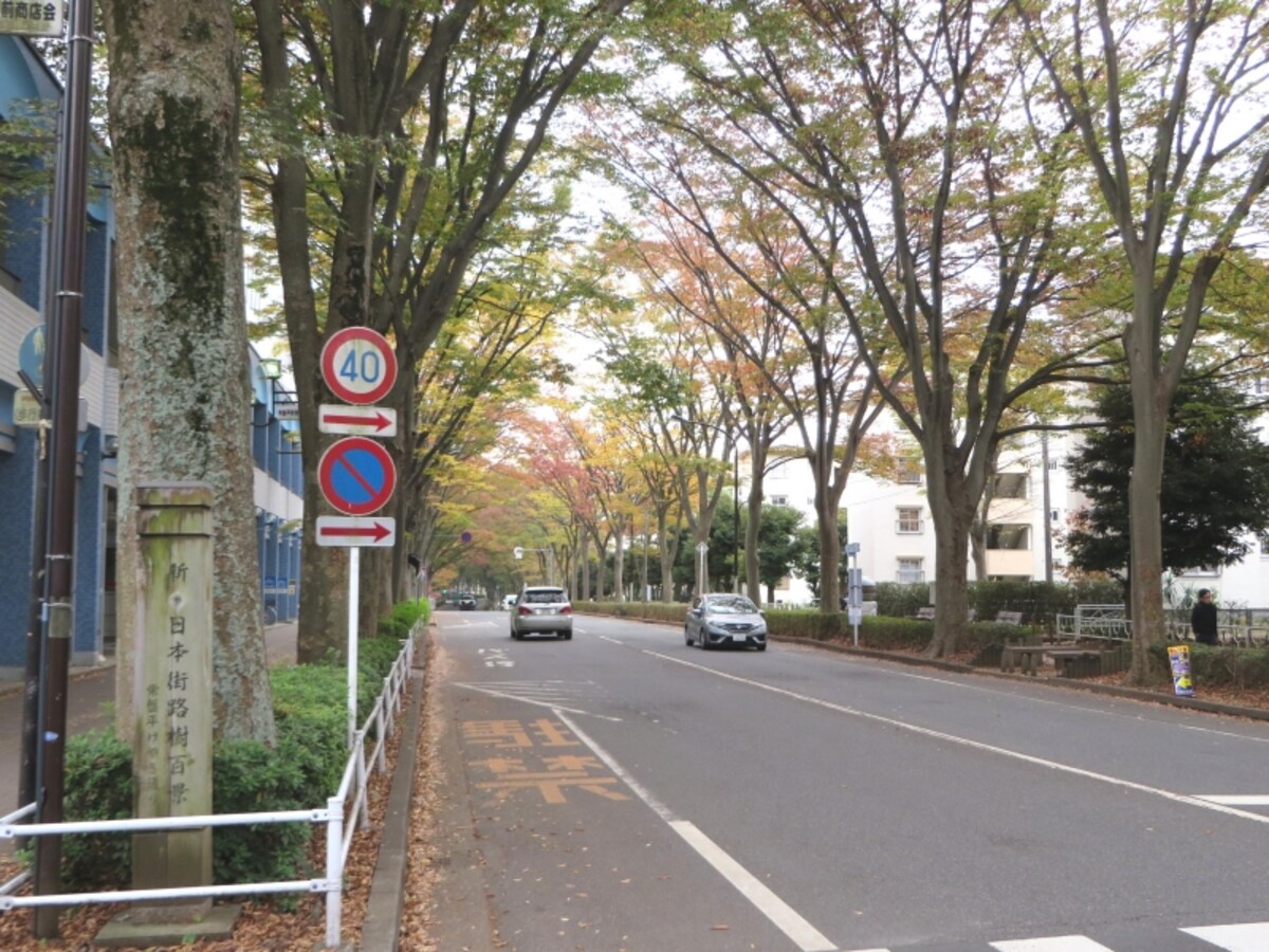 並木
