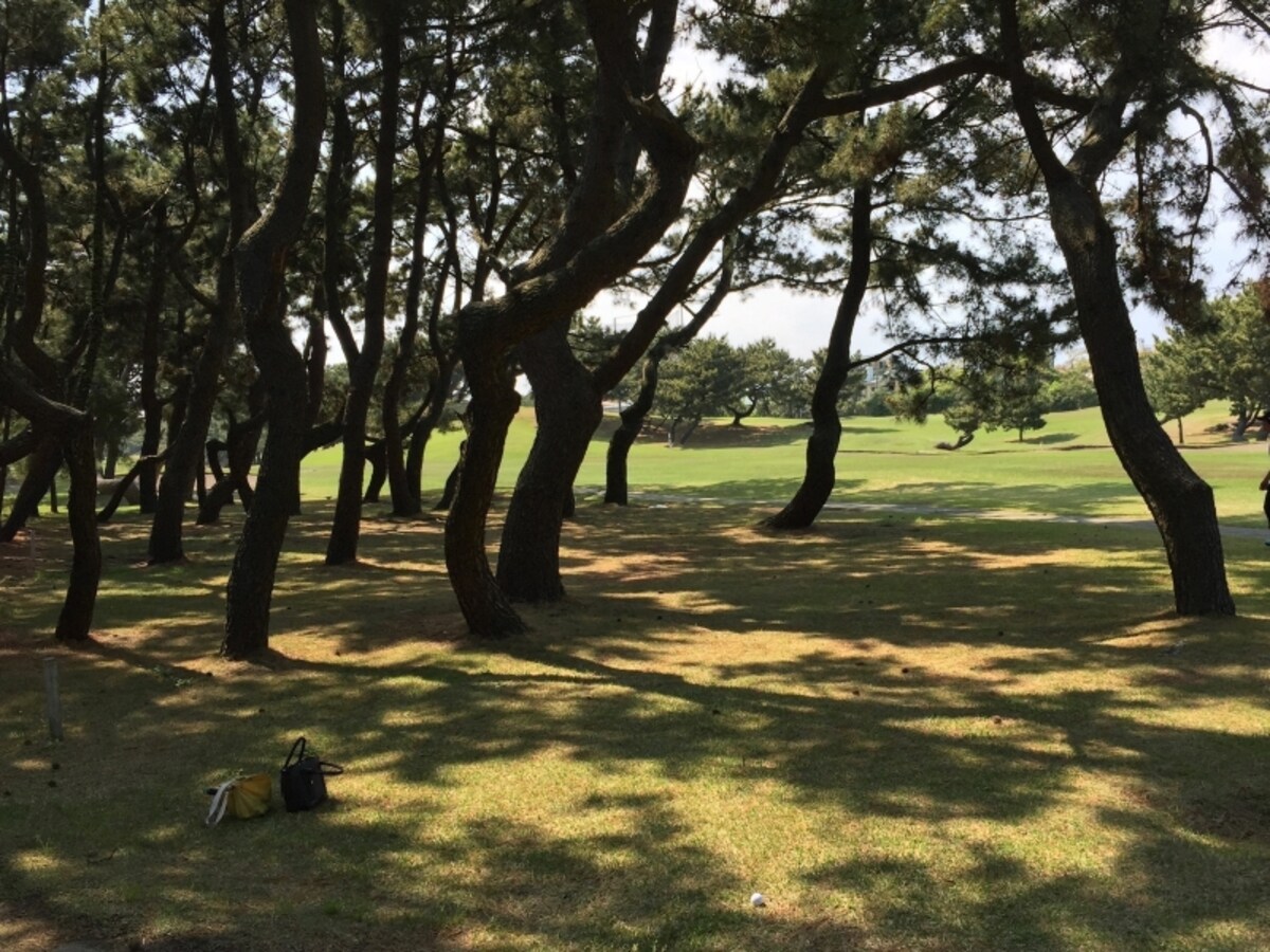 松林
