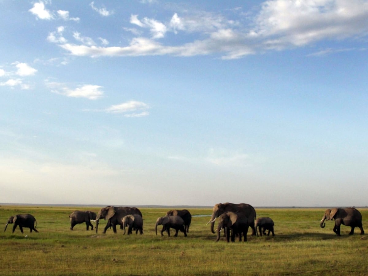 elephant