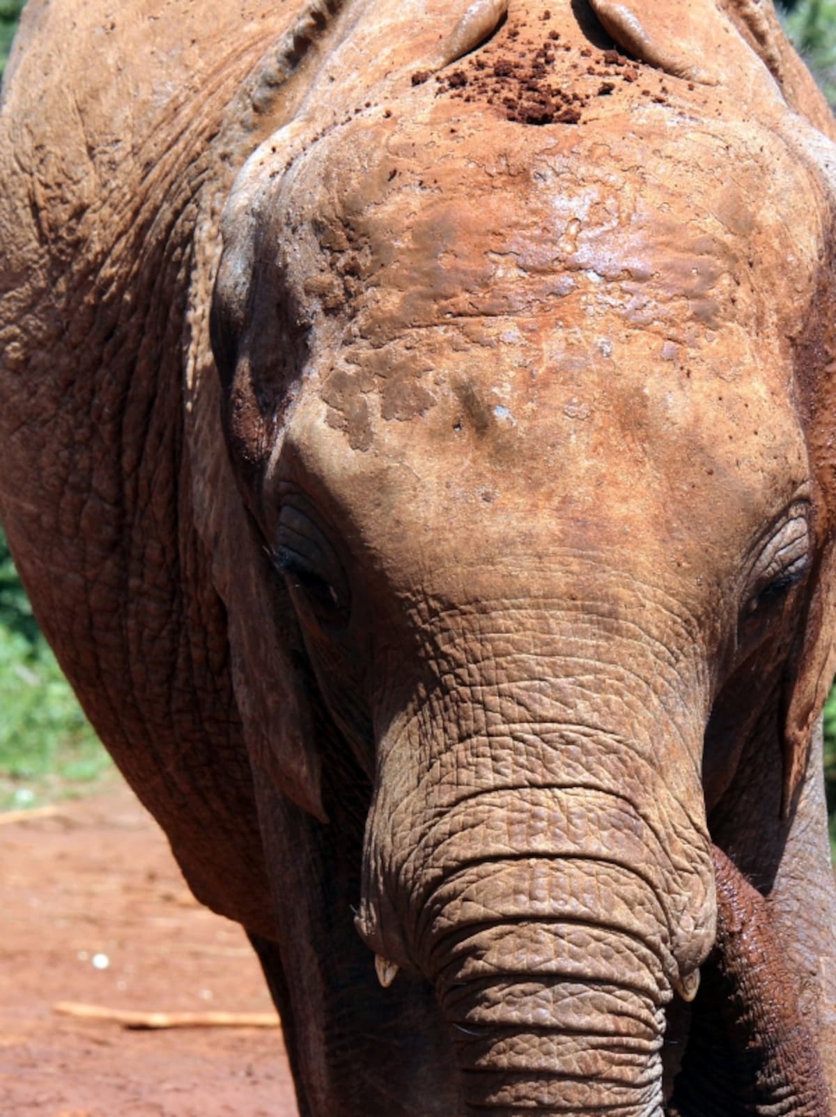 elephantbaby