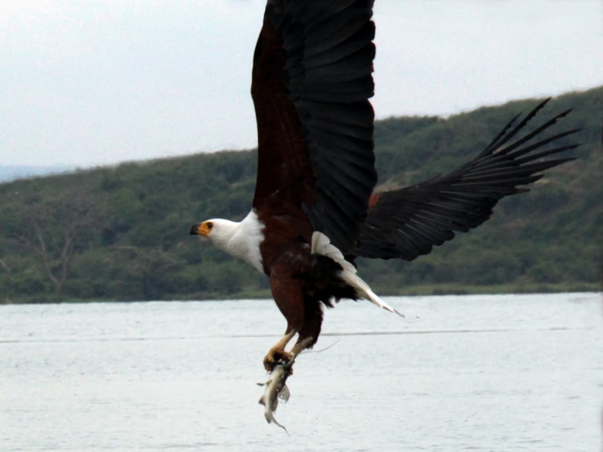 fisheagle