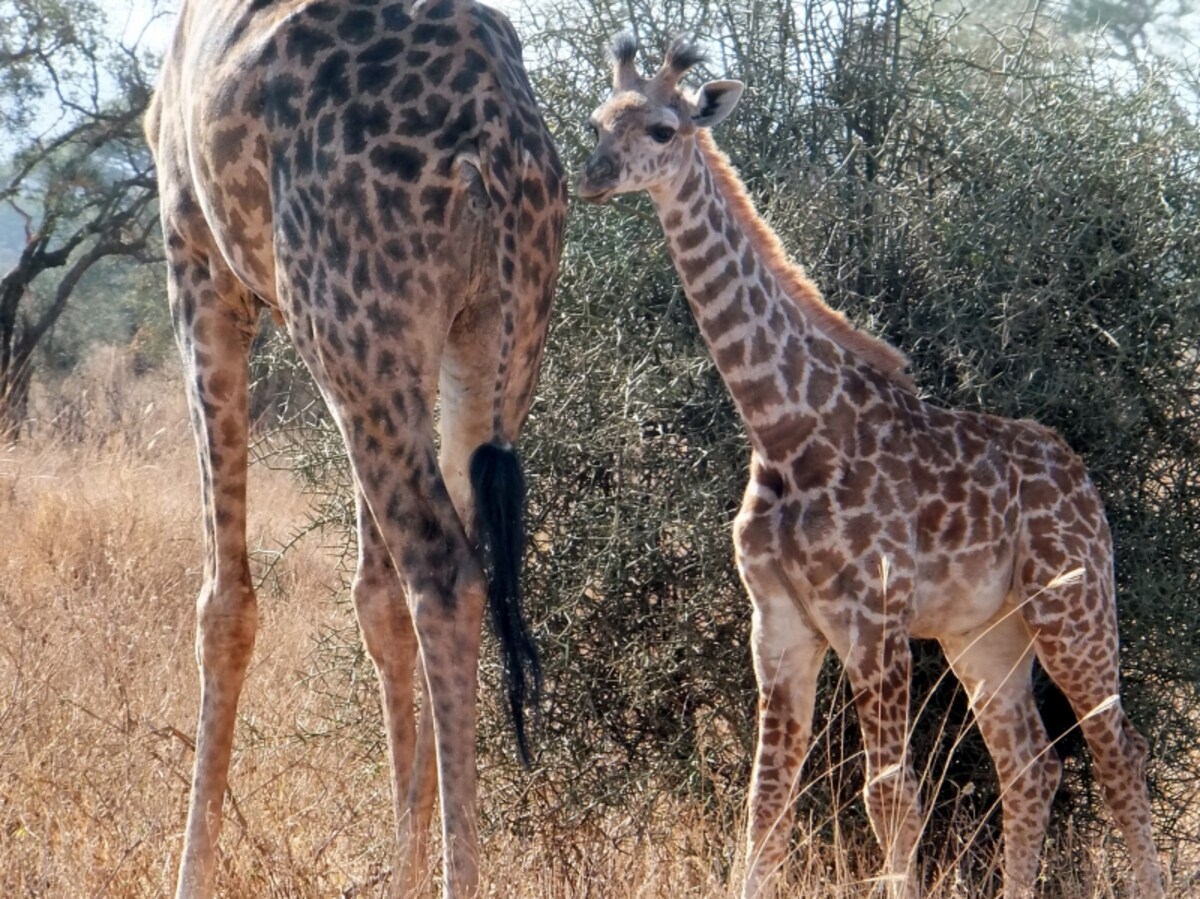 giraffebaby