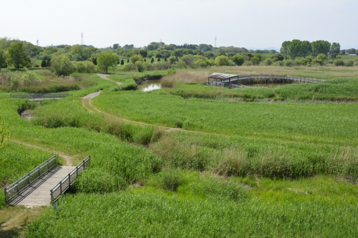多種多様の水生動植物に出会える緑の親水多目的ゾーン
