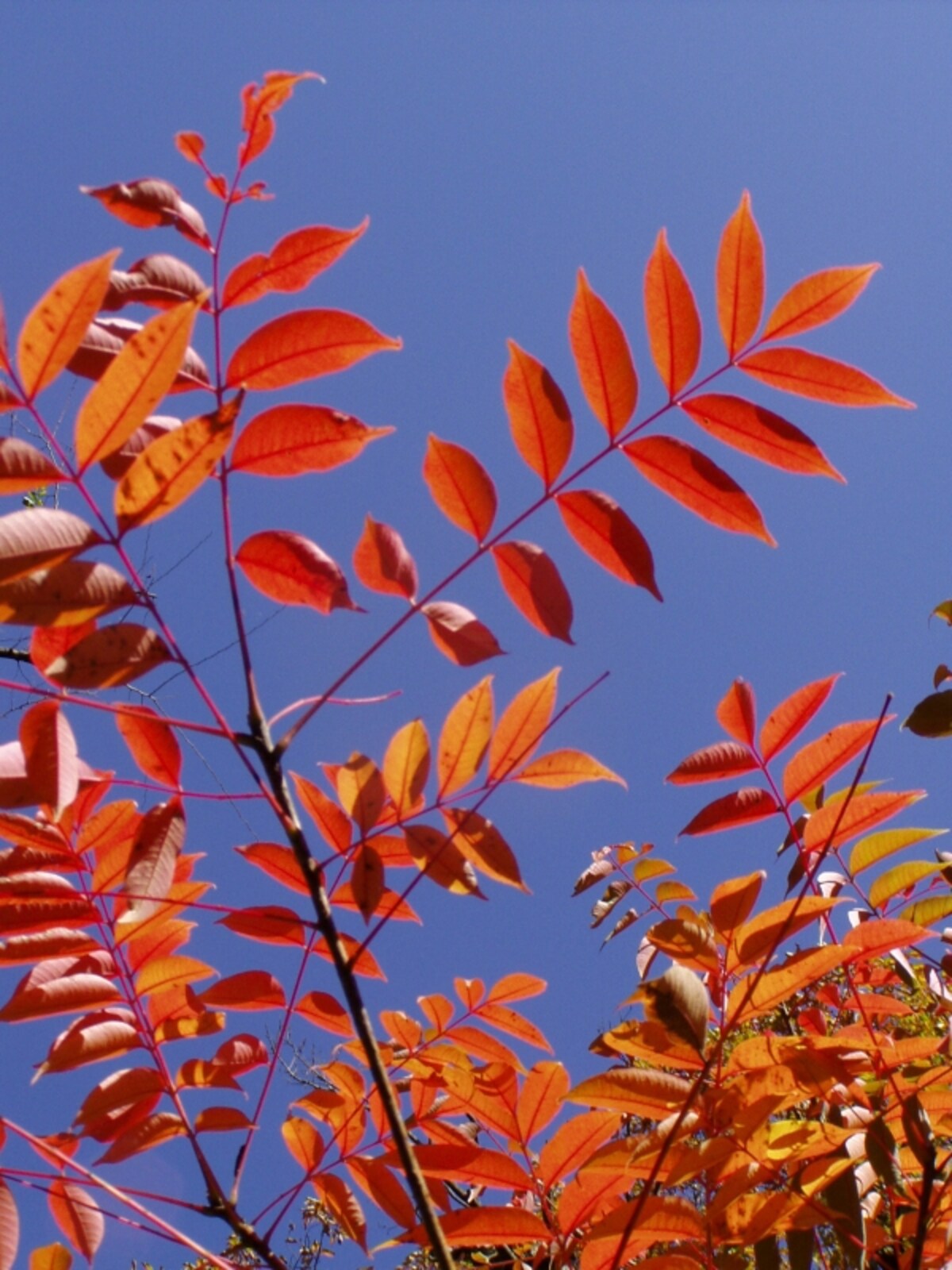 ハゼの紅葉