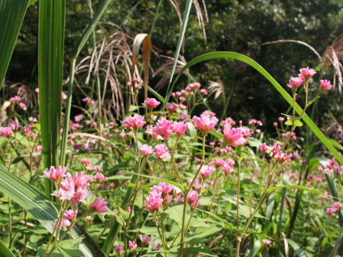谷戸の湿地・秋のお花畑（10月）