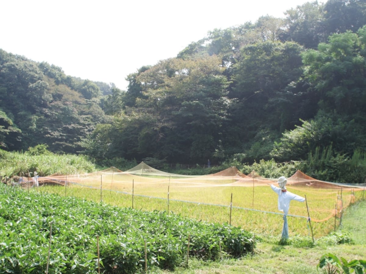 田んぼの風景