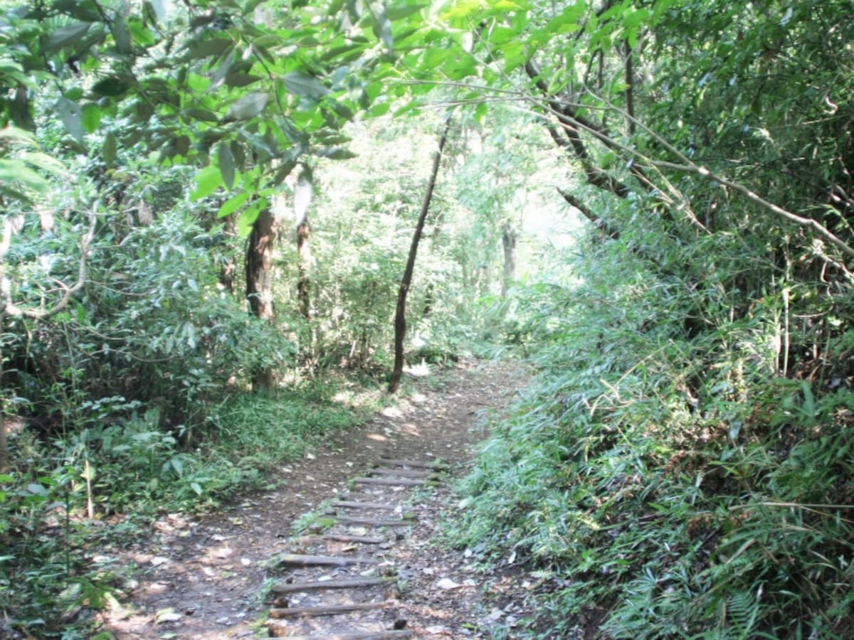 森の小道を登って