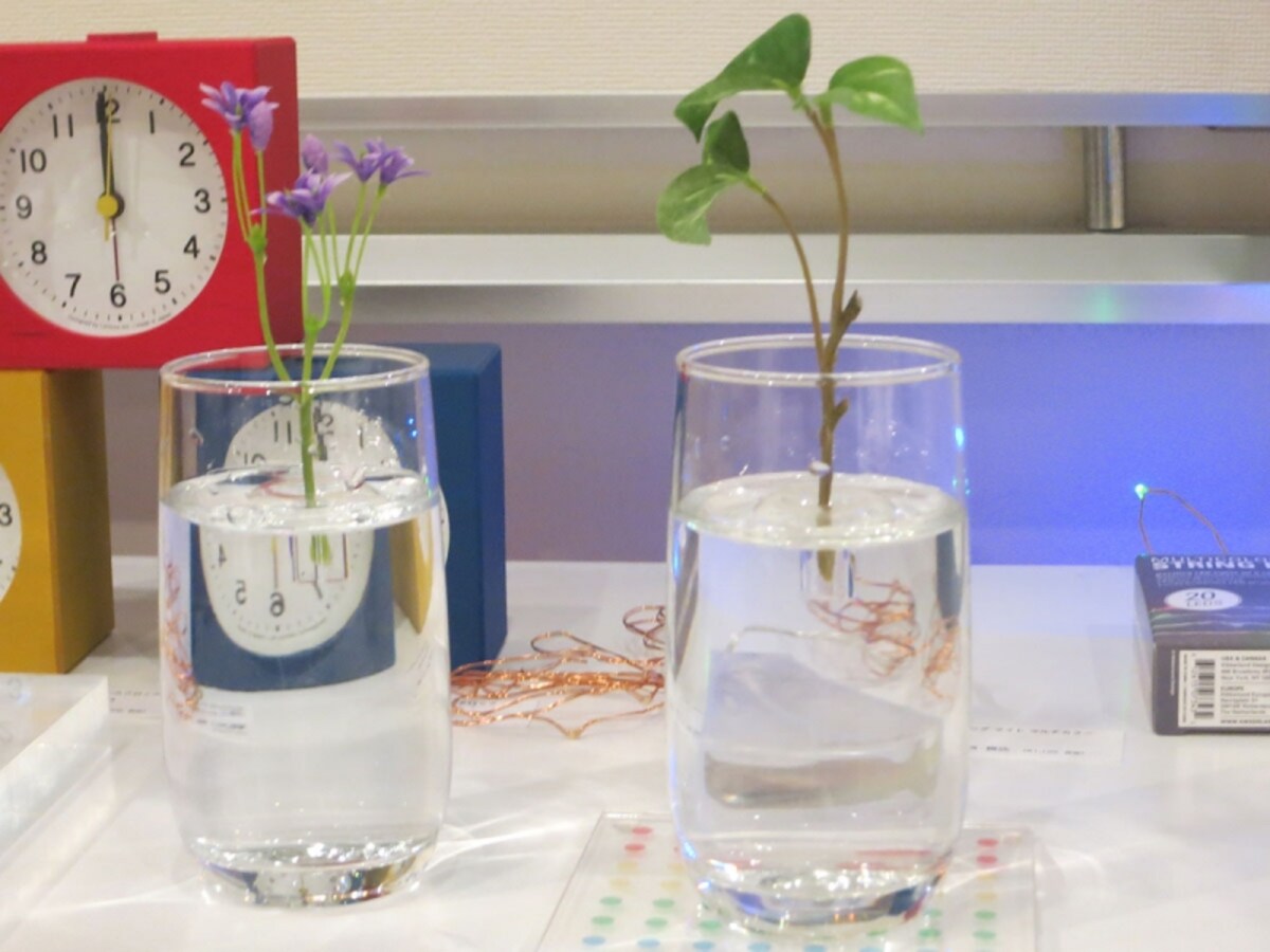 植物が浮かぶコップの画像　