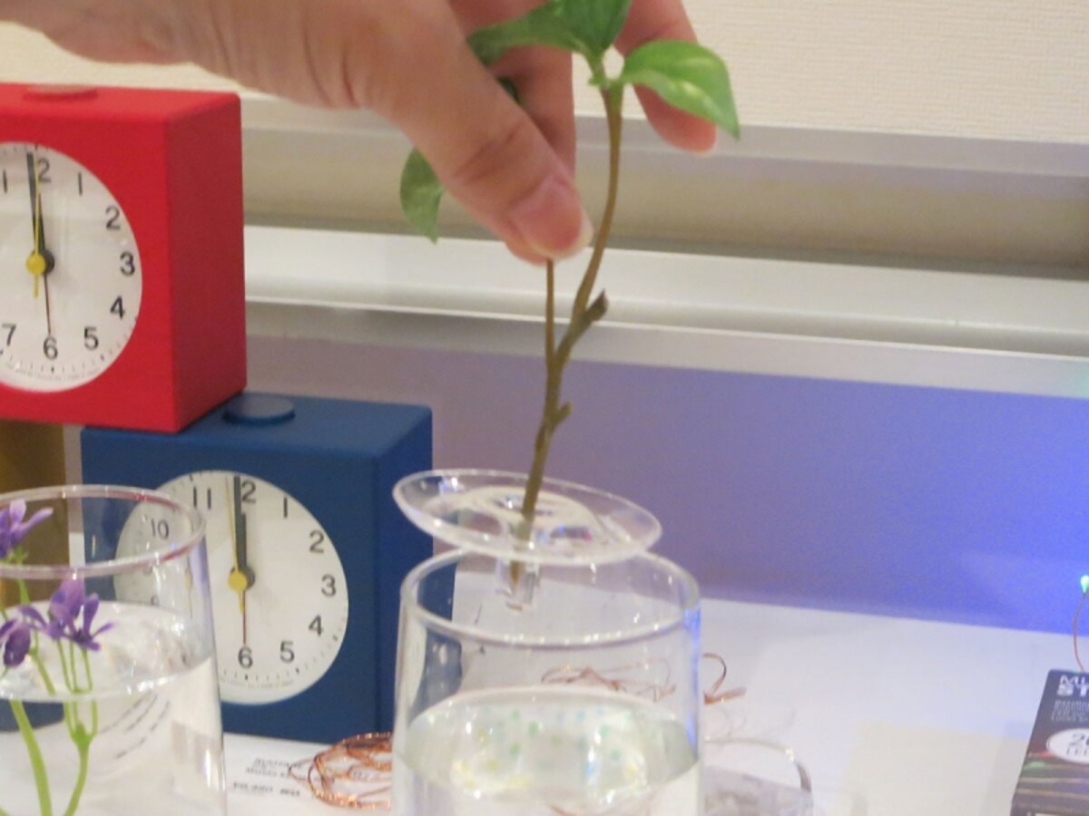 植物を持ち上げてタネアカシの画像　