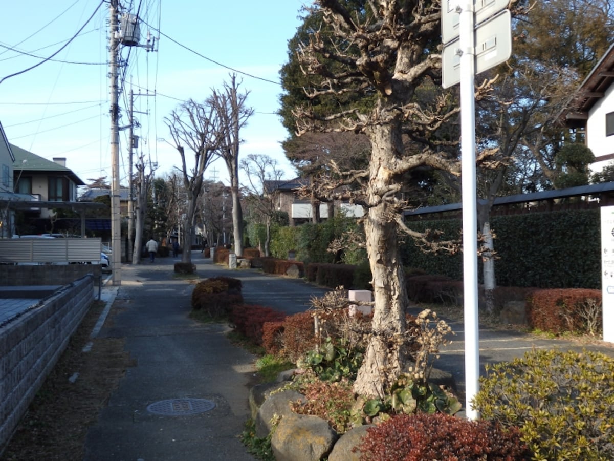 さいたま市北区盆栽町のメインストリート、けやき通り