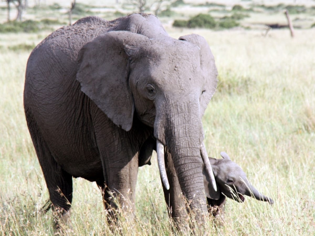 elephantbaby