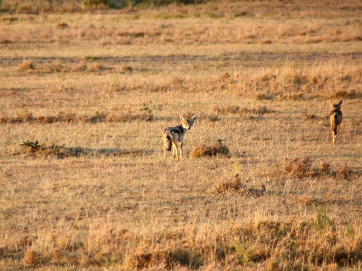 jackal