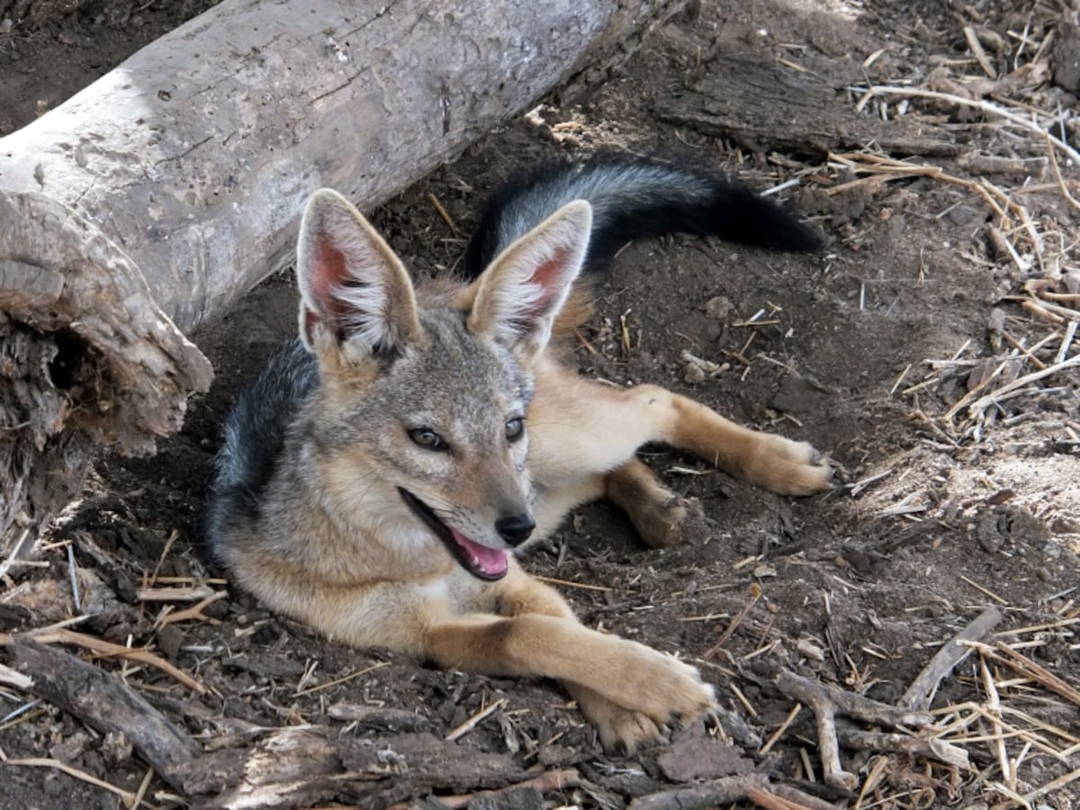 blackbackedjackal