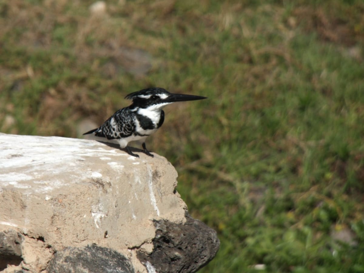 kingfisher