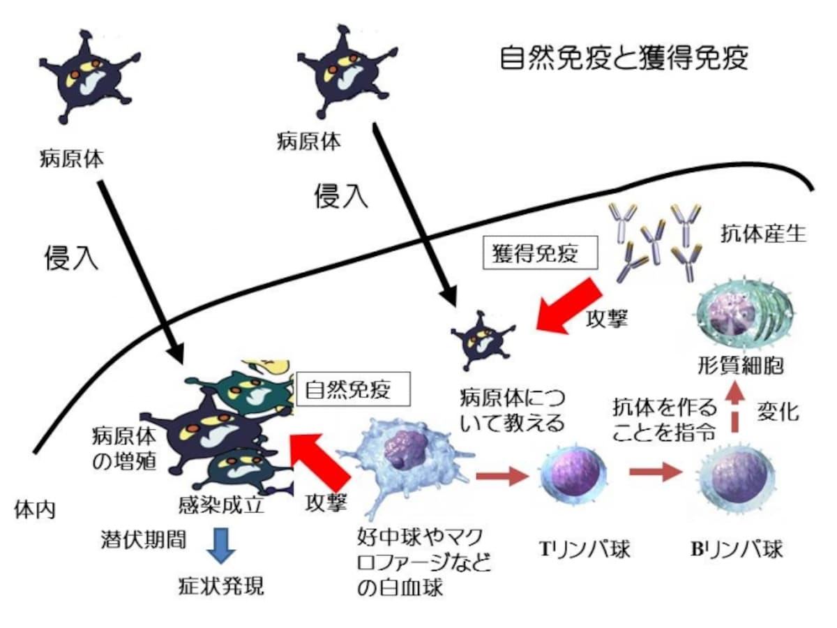 免疫システムを表現した図