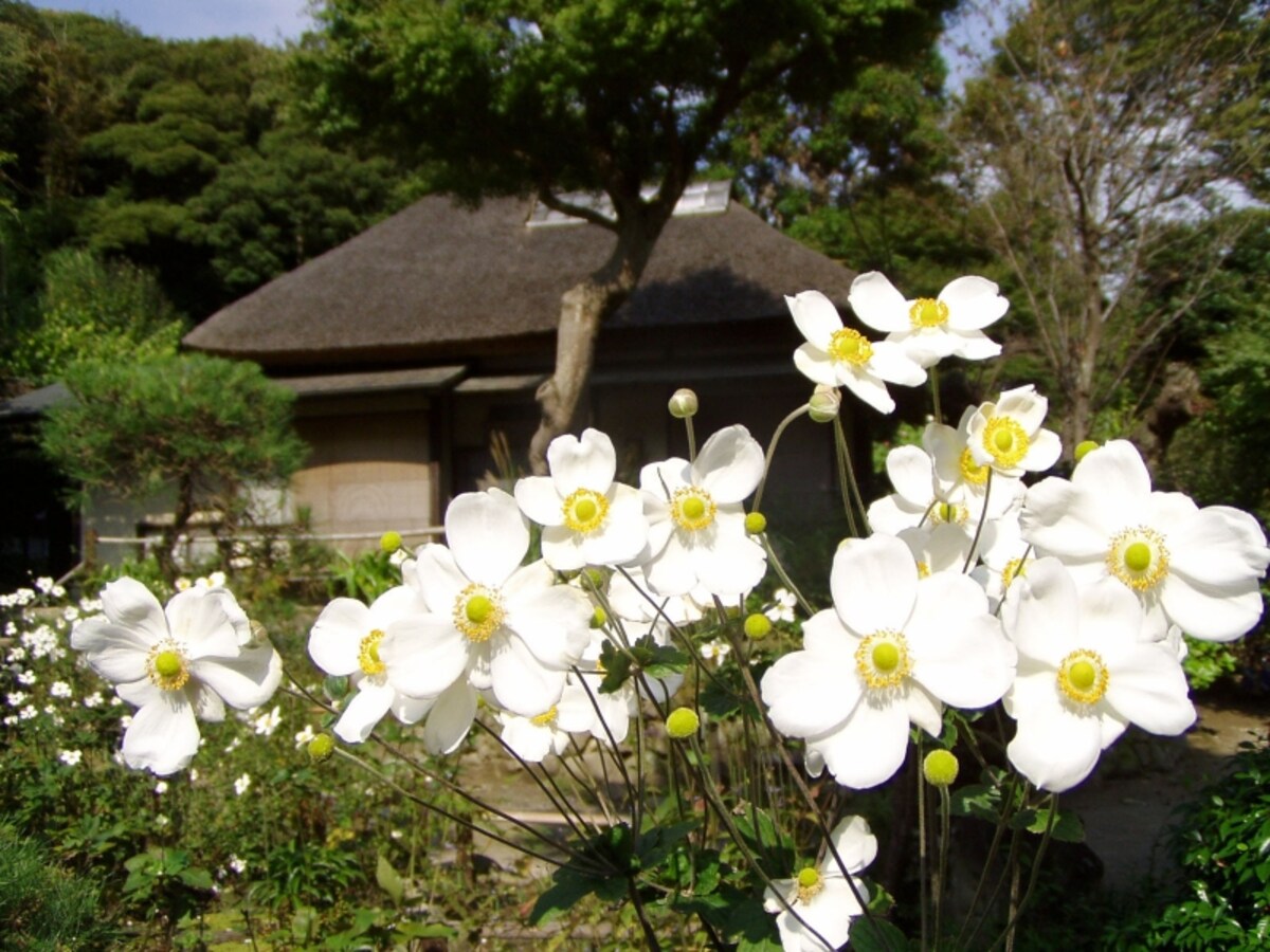 浄智寺のシュウメイギク
