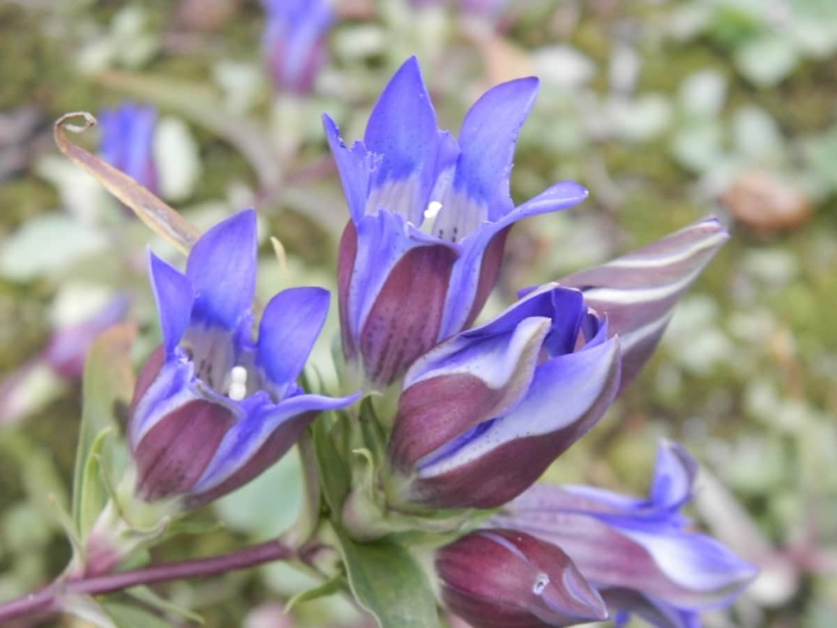 リンドウの花