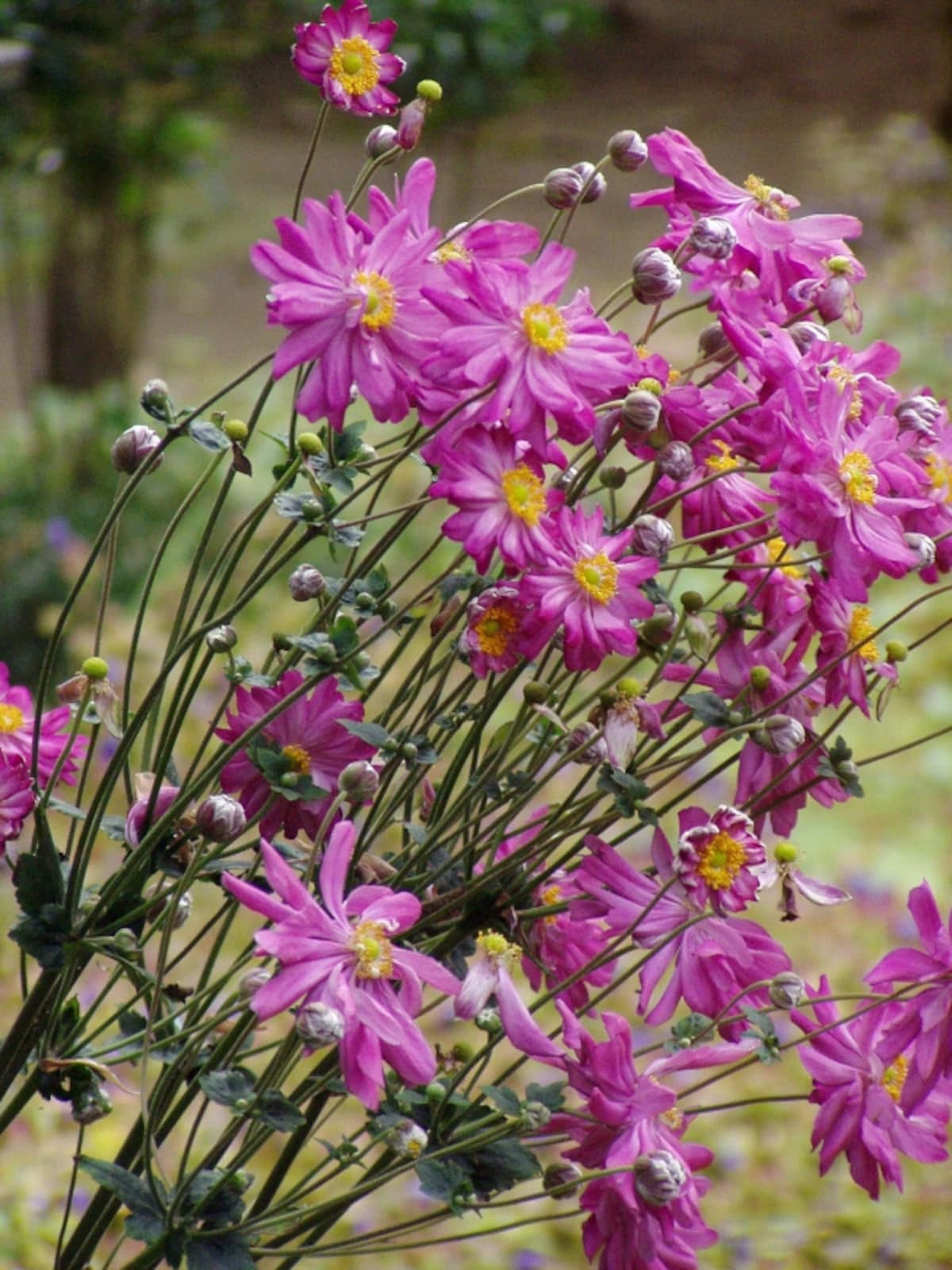 シュウメイギクの花