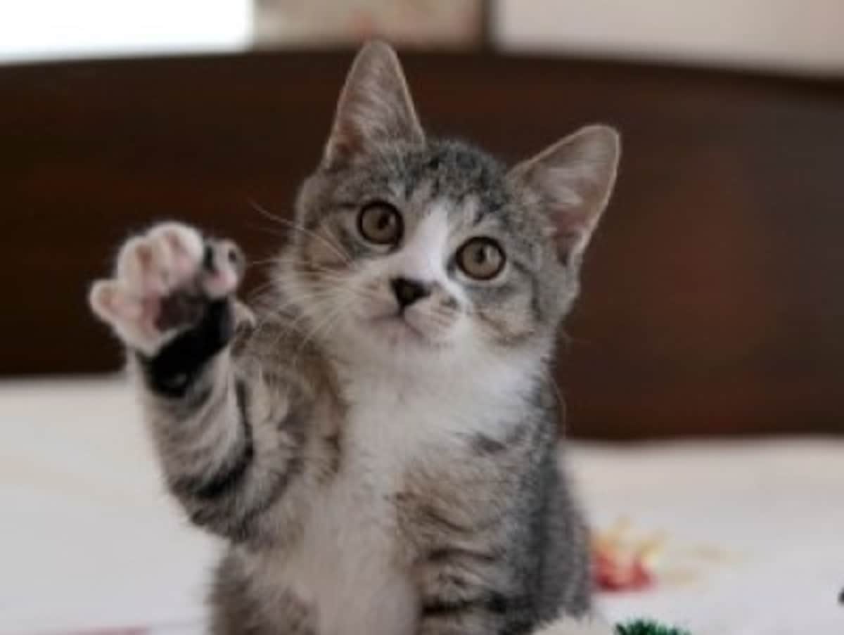 おもちゃが欲しくて猫が固まる