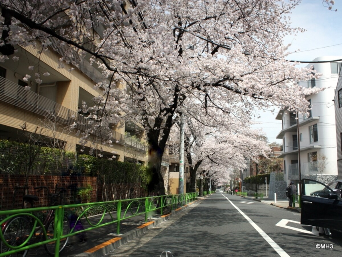 春の「碑（いしぶみ）桜通り」