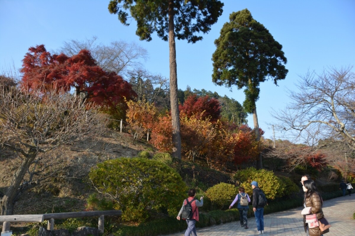 宝登山山頂の紅葉