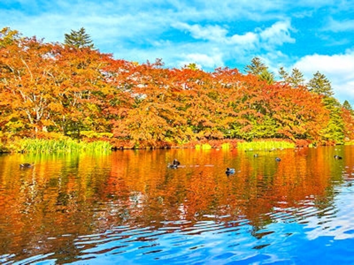 雲場池の紅葉