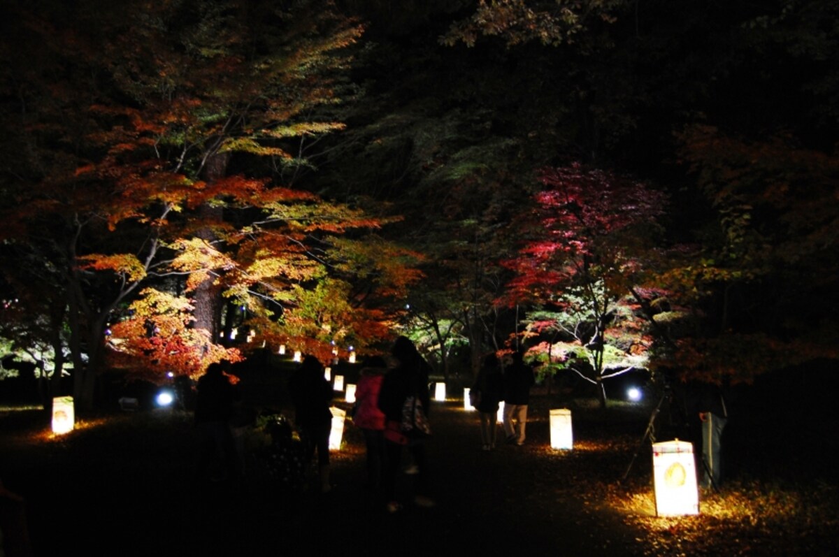 森林公園　紅葉見ナイト